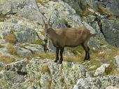 Foppolo – Lago Moro – Corno Stella (mt. 2.620) il 21 agosto 2009  - FOTOGALLERY